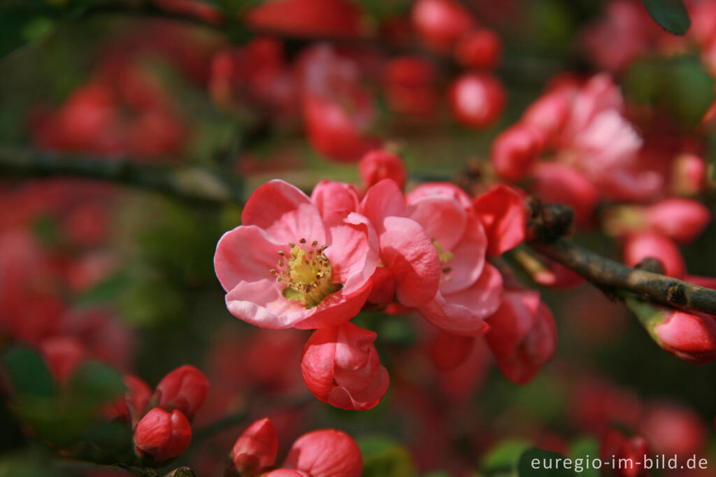 Detailansicht von Blüte der Zierquitte, Chaenomeles