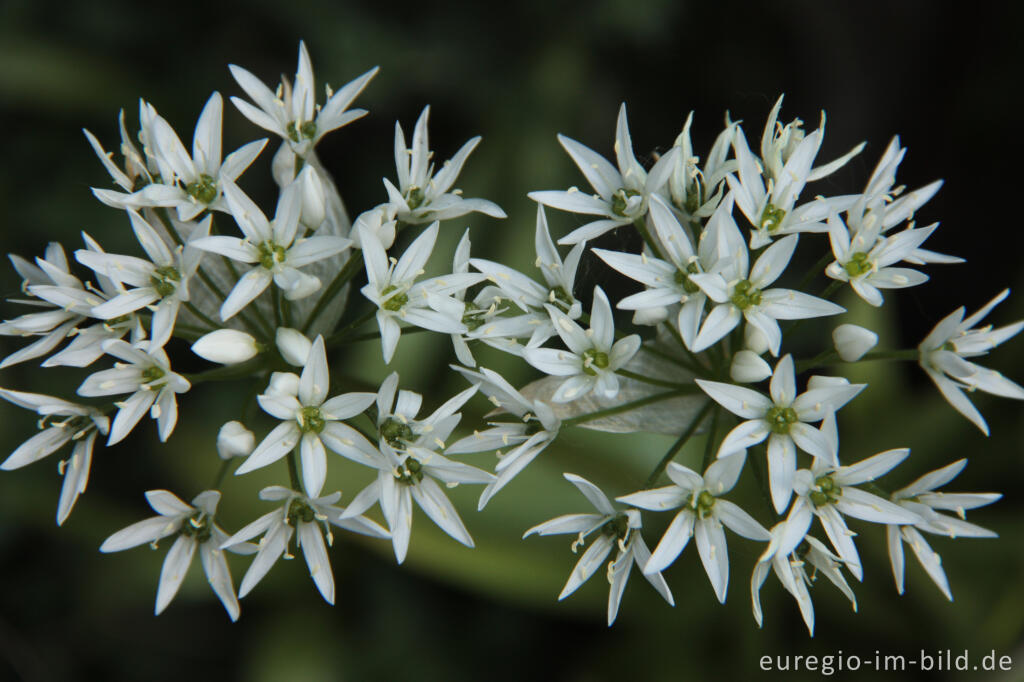 Detailansicht von Blüte des Bärlauchs, Allium ursinum