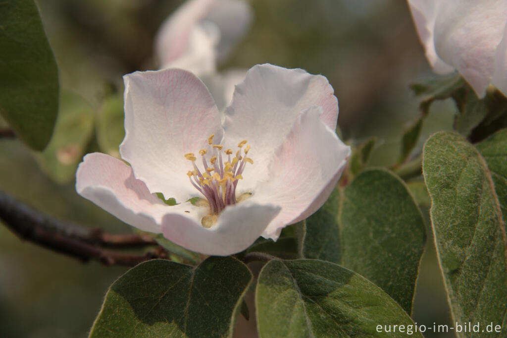 Detailansicht von Blüte des Quittenbaums