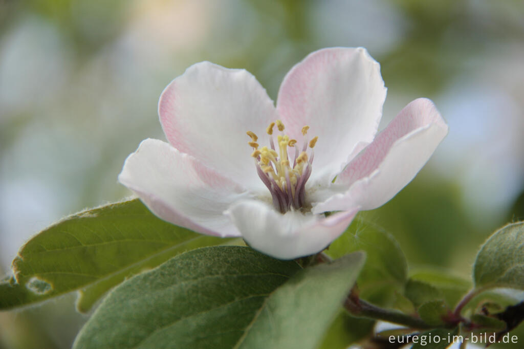 Detailansicht von Blüte des Quittenbaums