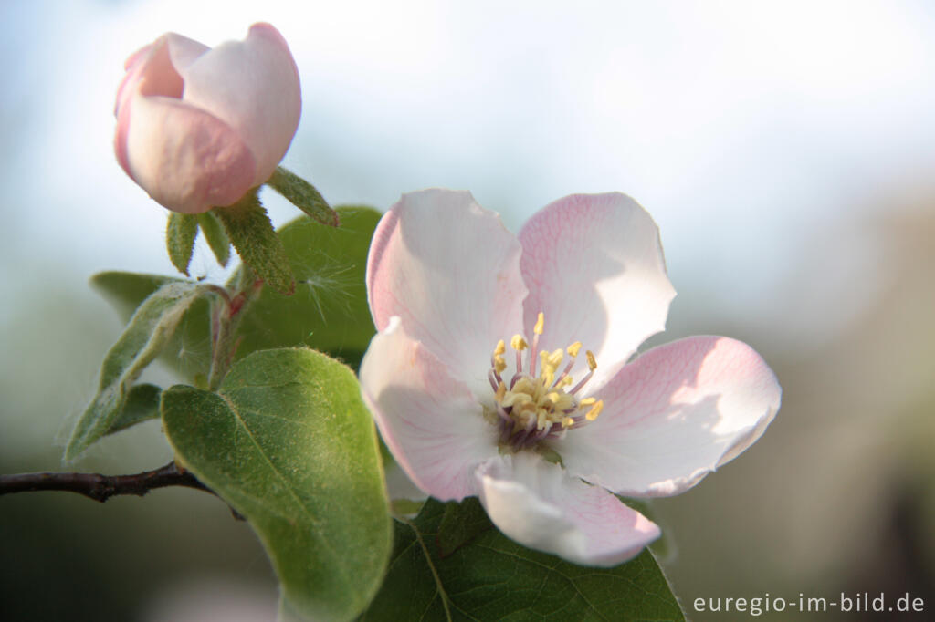 Blüte des Quittenbaums