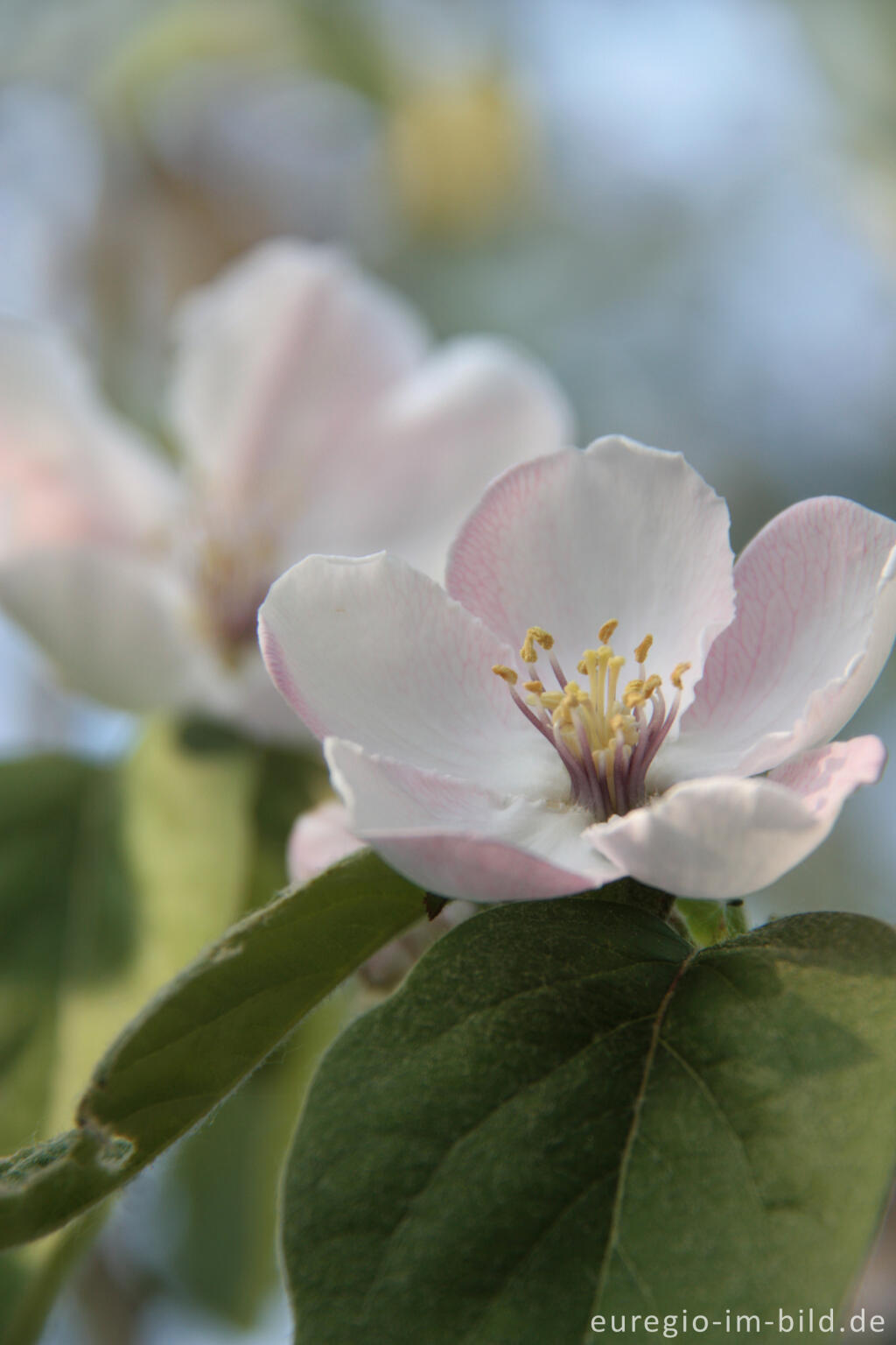 Detailansicht von Blüte des Quittenbaums