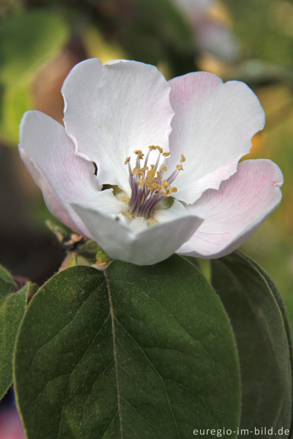 Detailansicht von Blüte des Quittenbaums