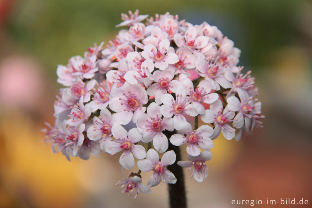 Detailansicht von Blüte des Schildblatts, Peltiphyllum peltatum