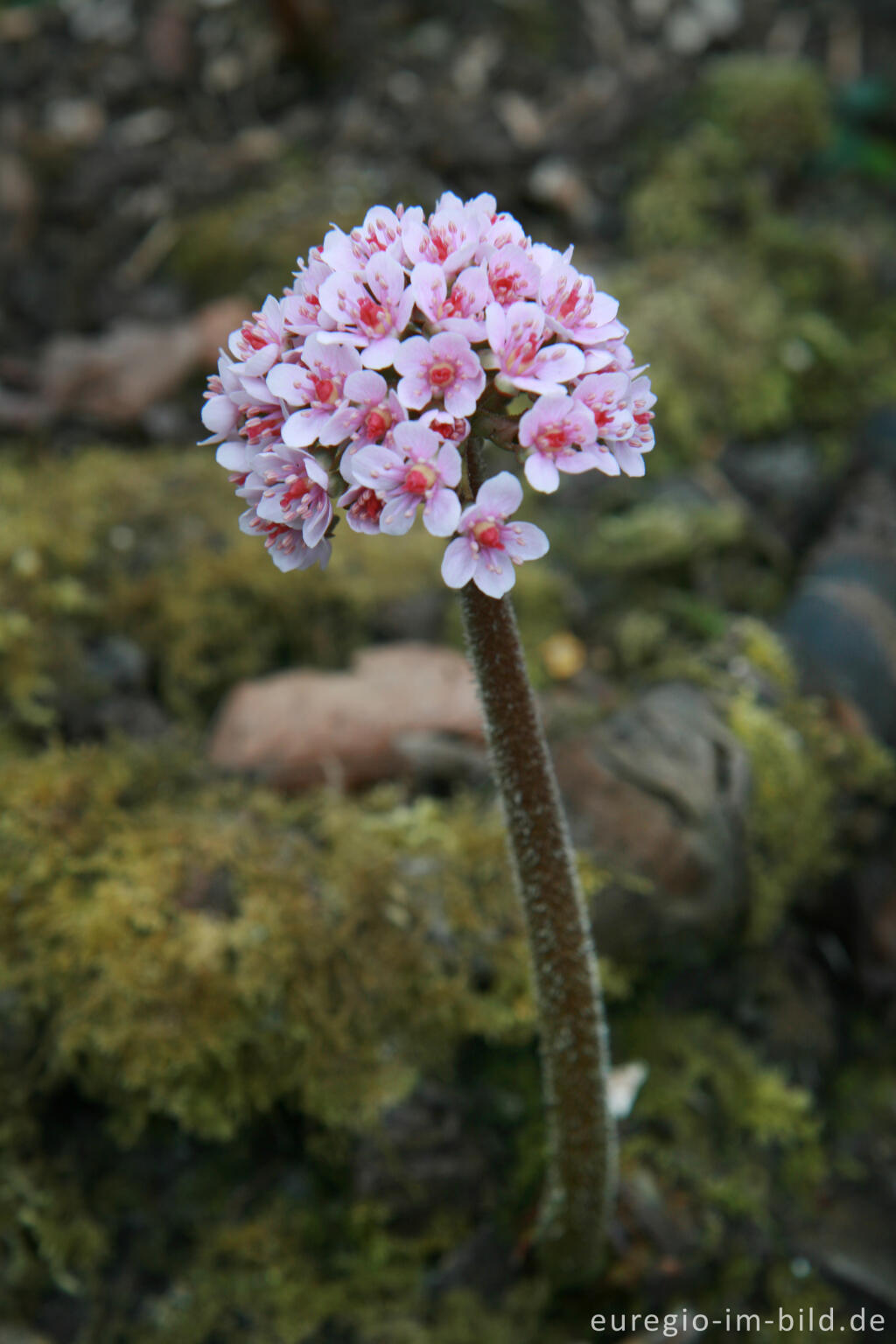 Detailansicht von Blüte des Schildblatts, Peltiphyllum peltatum, Darmera peltata