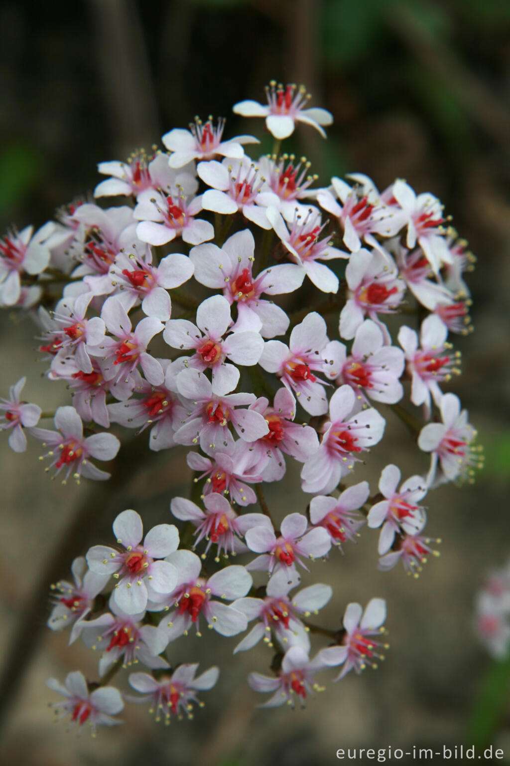 Detailansicht von Blüte des Schildblatts, Peltiphyllum peltatum, Darmera peltata