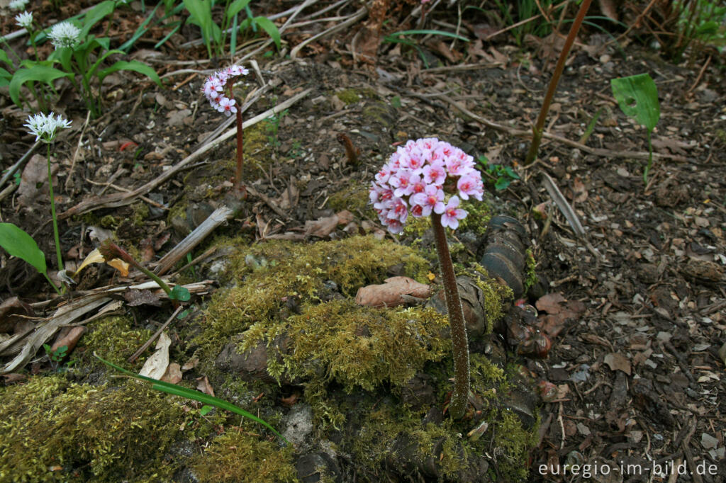 Detailansicht von Blüte des Schildblatts, Peltiphyllum peltatum, Darmera peltata