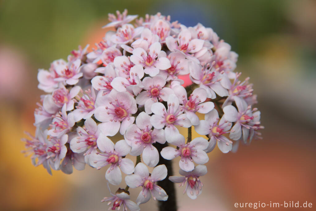 Detailansicht von Blüte des Schildblatts, Peltiphyllum peltatum