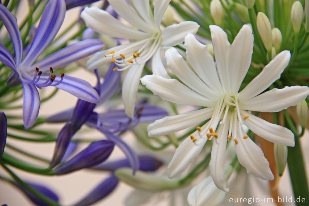 Detailansicht von Blüte einer immergrünen Schmucklilie, Agapanthus, in einem Wintergarten, Detail