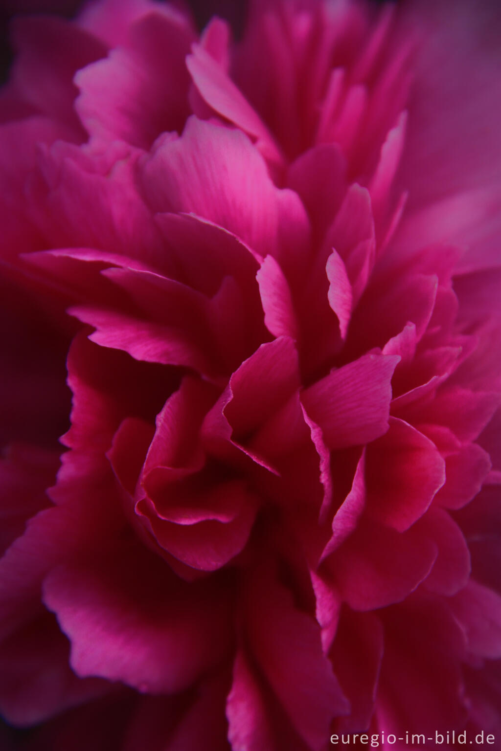 Detailansicht von Blüte einer Pfingstrose, Paeonia officinalis