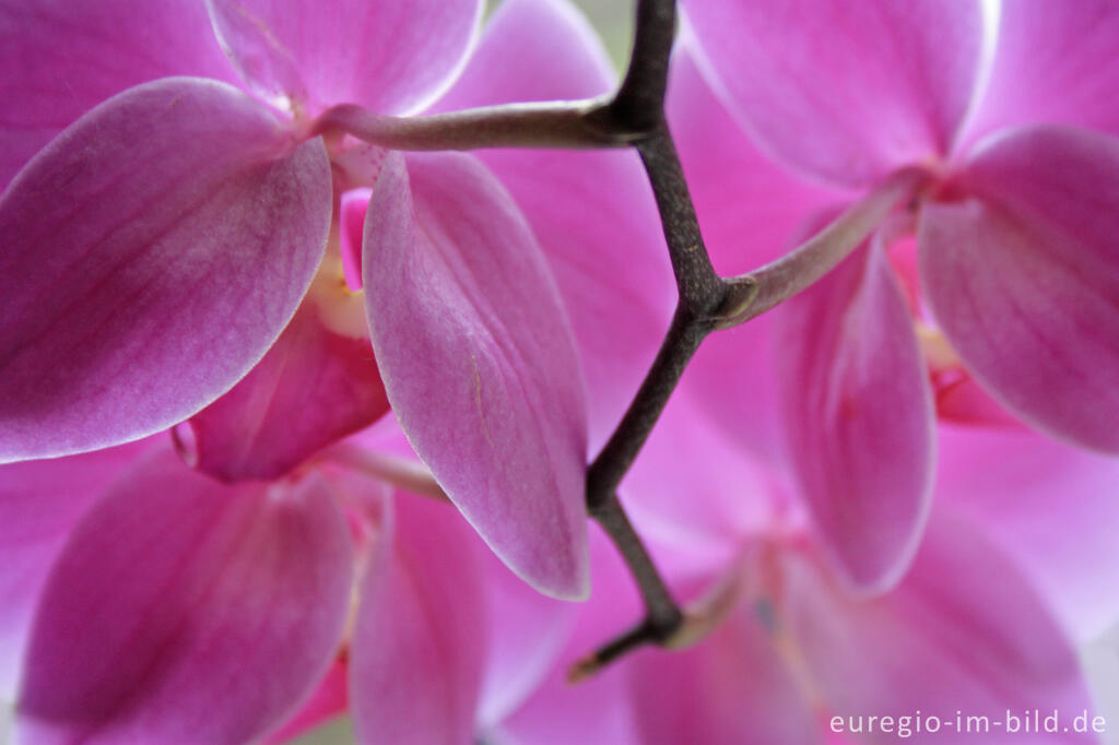 Detailansicht von Blüte einer Phalaenopsis-Orchidee