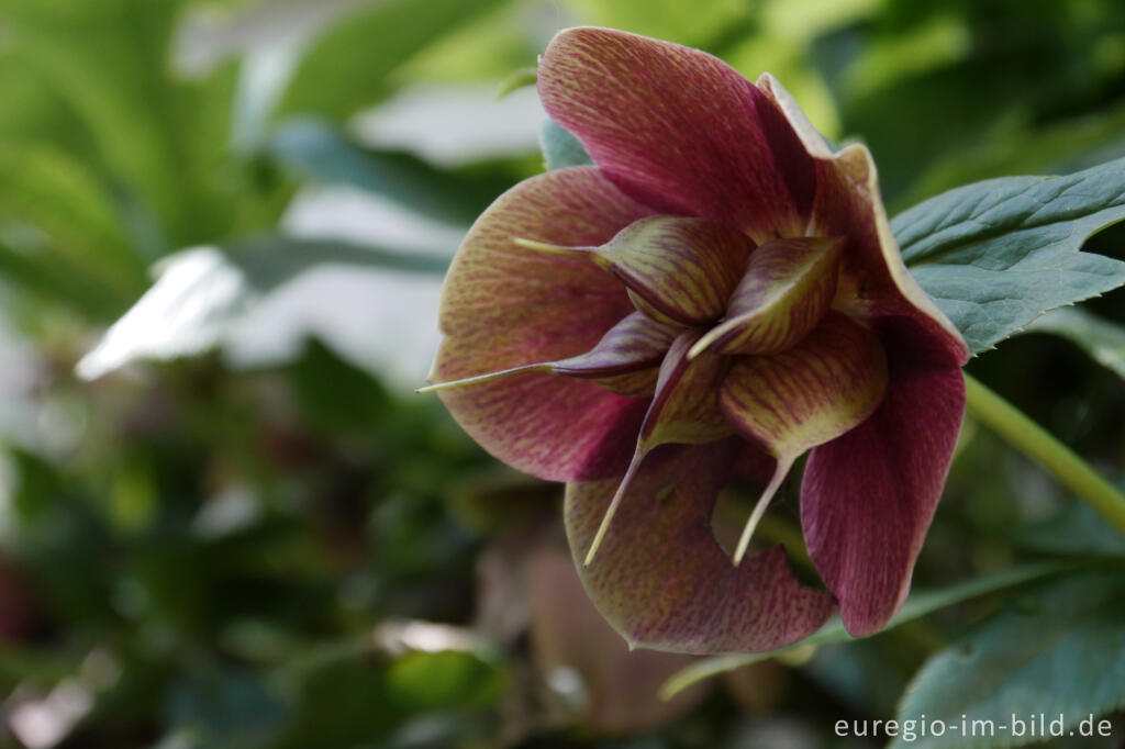 Detailansicht von Blüte einer Purpur-Nieswurz Ende April