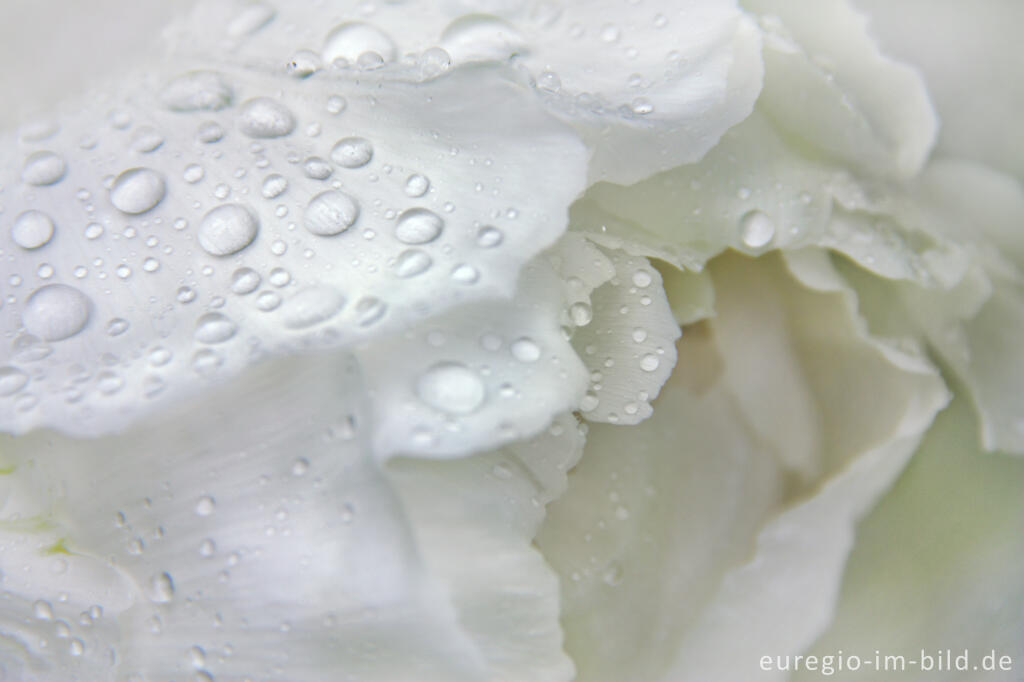 Detailansicht von Blüte einer weißen Pfingstrose mit Regentropfen