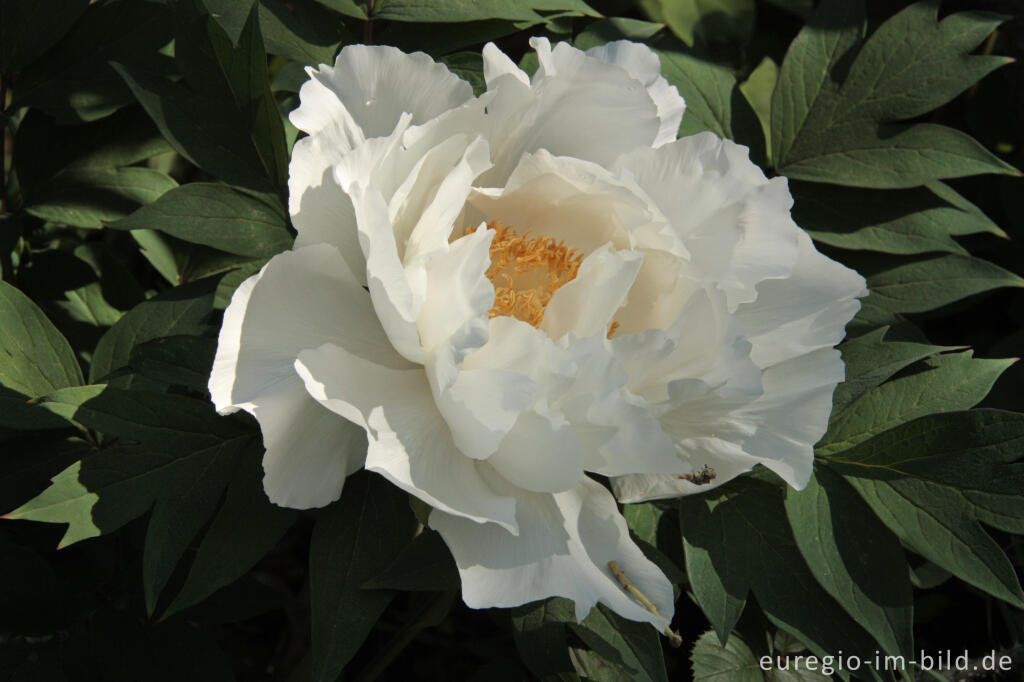 Detailansicht von  Blüte einer weißen Pfingstrose, Paeonia lactiflora