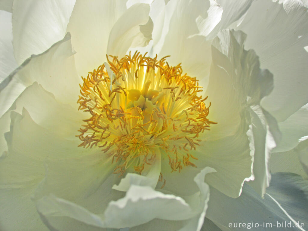 Detailansicht von Blüte einer weißen Pfingstrose, Wildform der Paeonia, lacktiflora