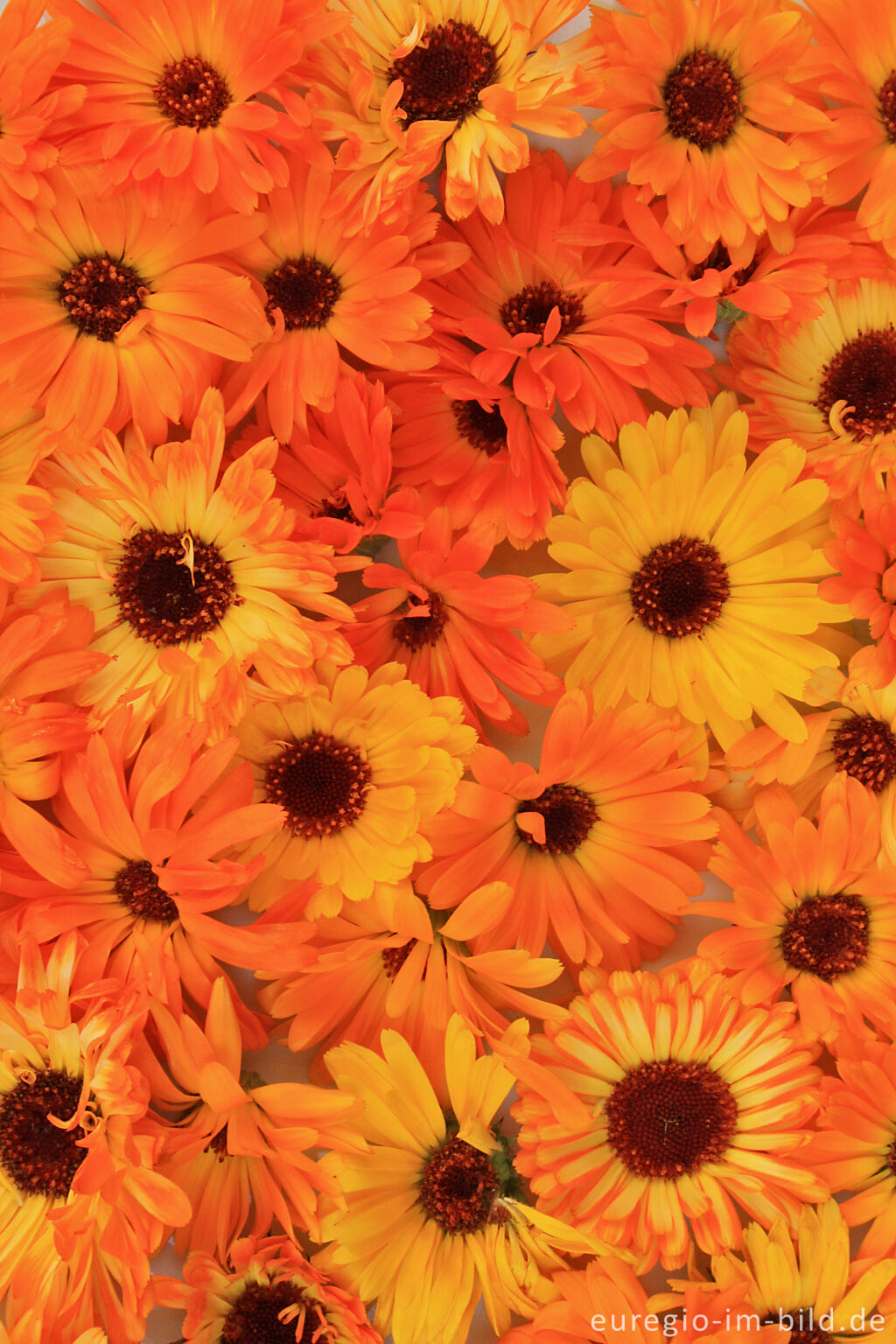 Detailansicht von Blüten der Ringelblume (Calendula officinalis)