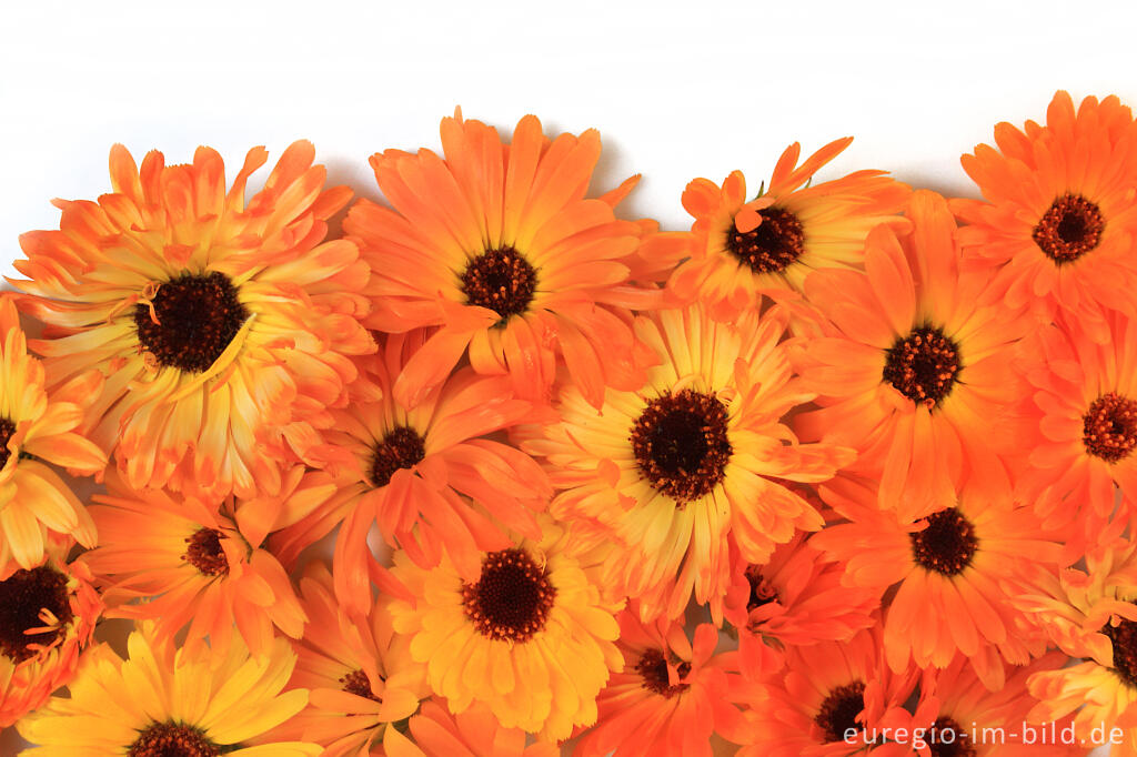 Detailansicht von Blüten der Ringelblume (Calendula officinalis)