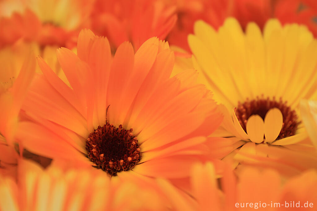 Detailansicht von Blüten der Ringelblume (Calendula officinalis)