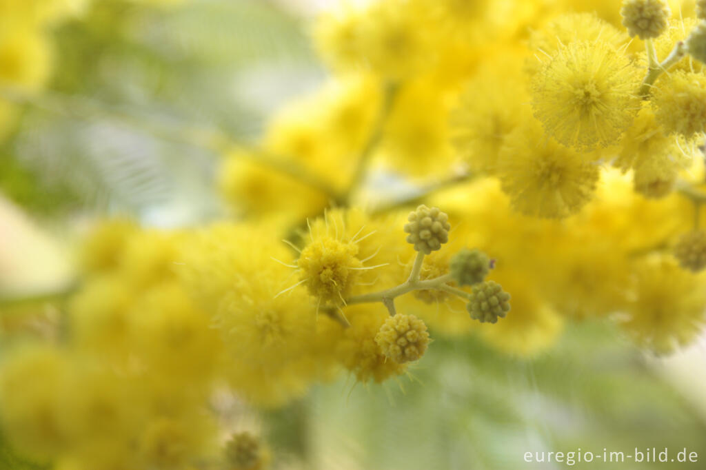 Detailansicht von Blüten der Silber-Akazie, Acacia dealbata, häufig "Mimose" genannt