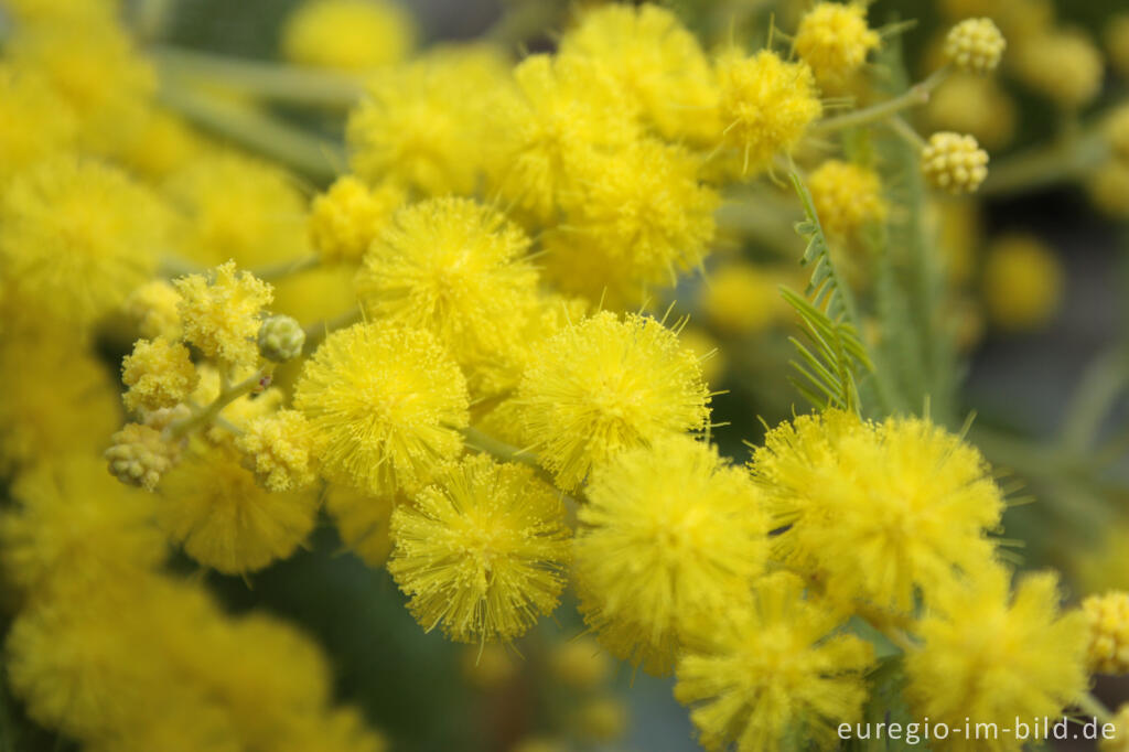 Detailansicht von Blüten der Silber-Akazie, Acacia dealbata, häufig "Mimose" genannt