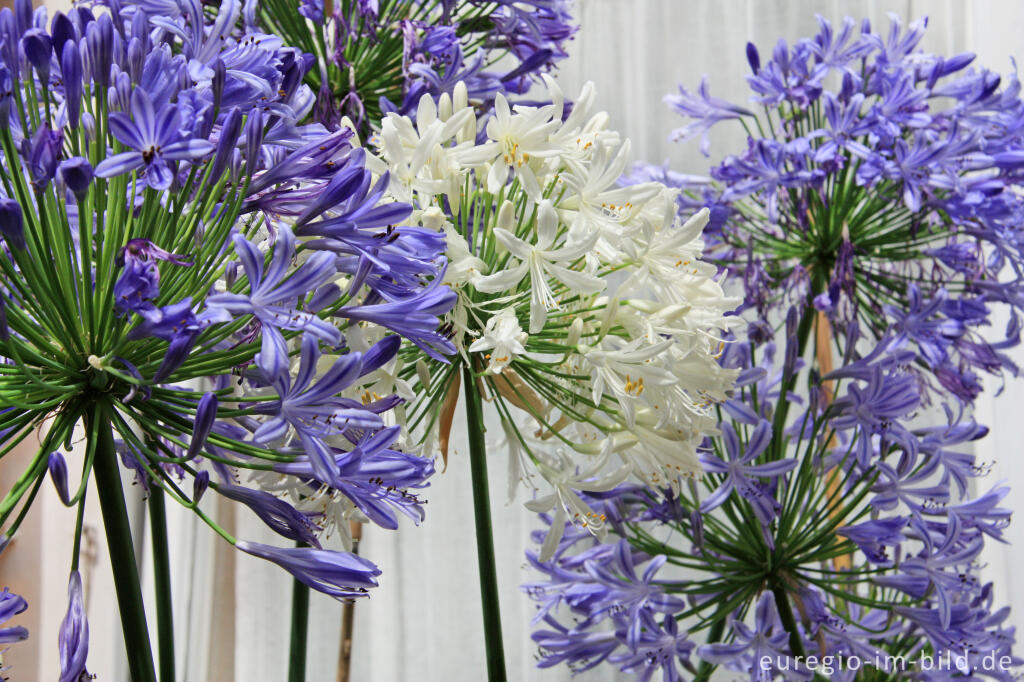 Detailansicht von Blüten des immergrünen Agapanthus