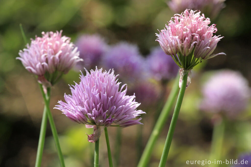 Detailansicht von Blüten des Schnittlauchs