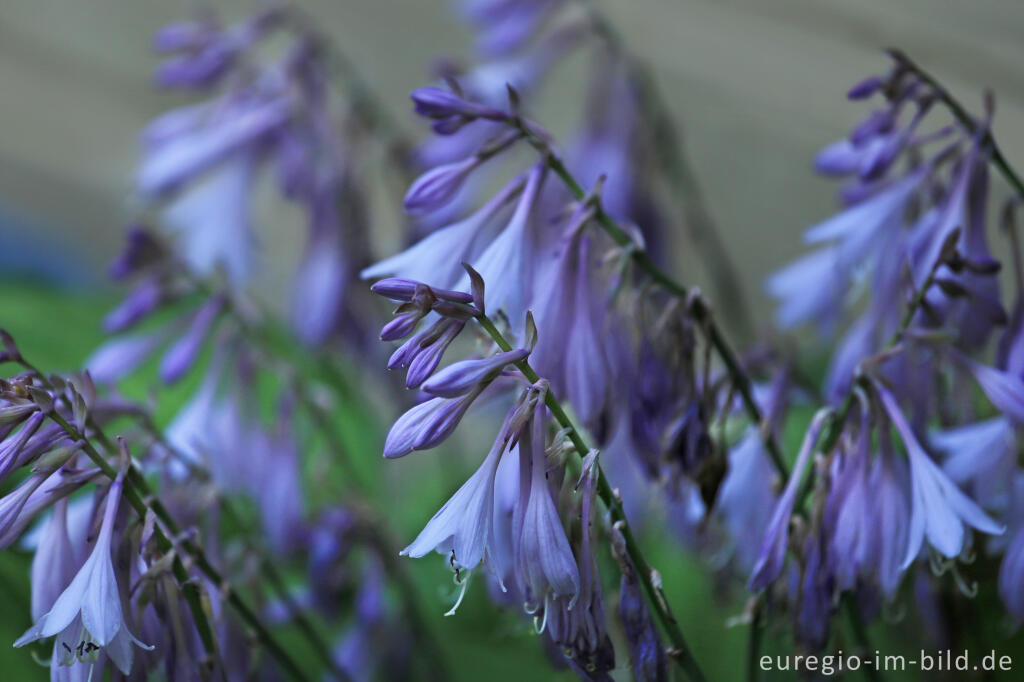 Detailansicht von Blüten einer Funkie (Hosta)