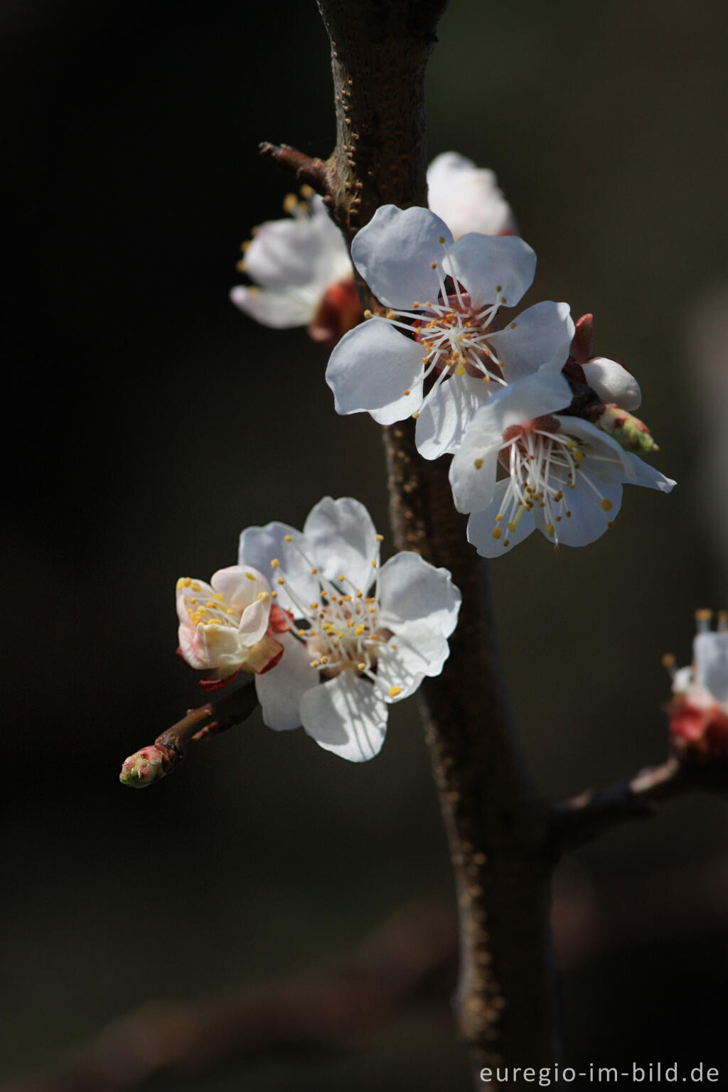 Detailansicht von Blüten eines Aprikosenbaums