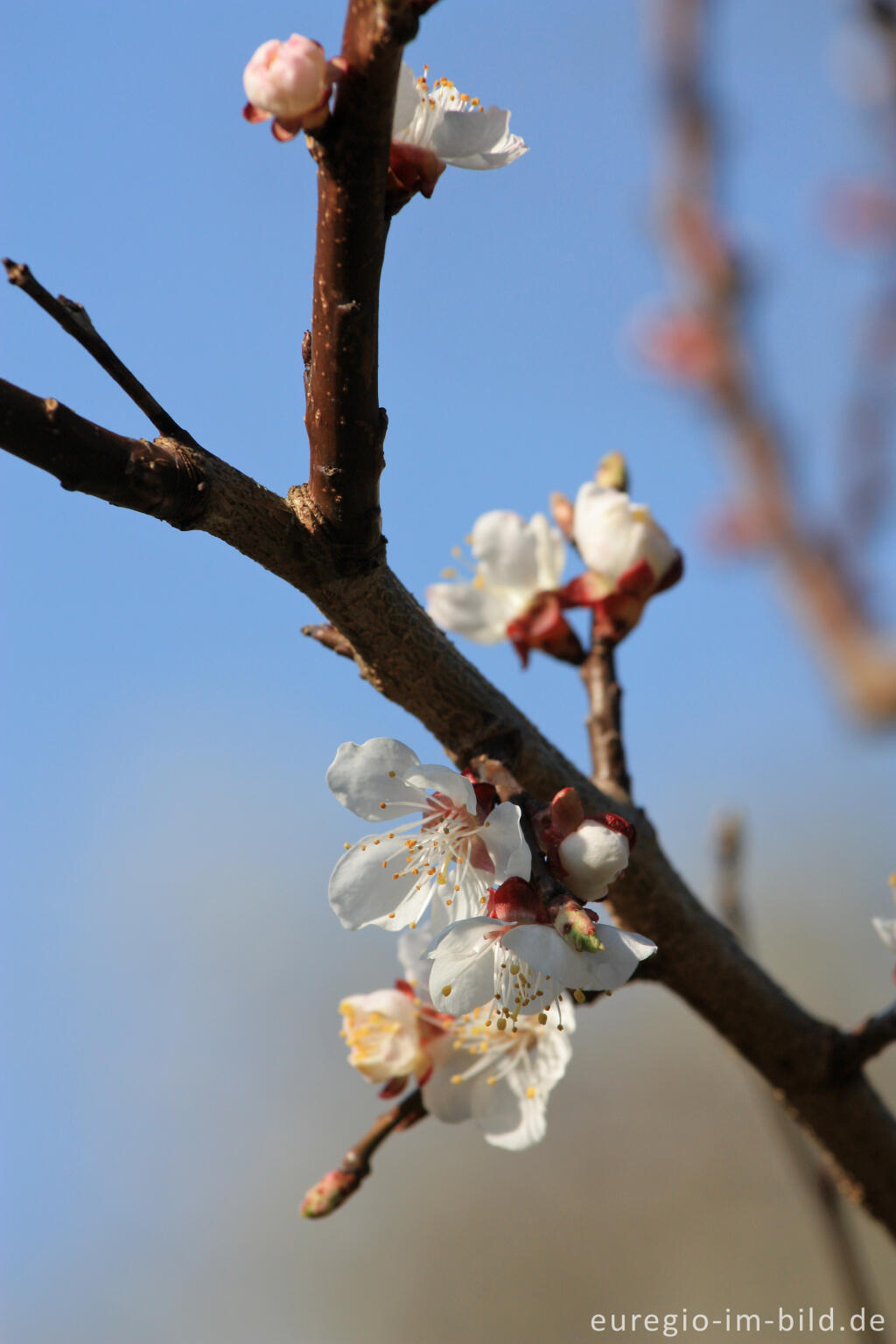 Detailansicht von Blüten eines Aprikosenbaums