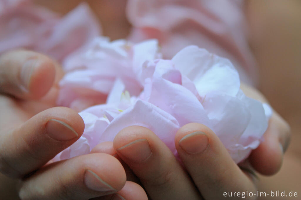 Detailansicht von Blütenblätter einer Rose