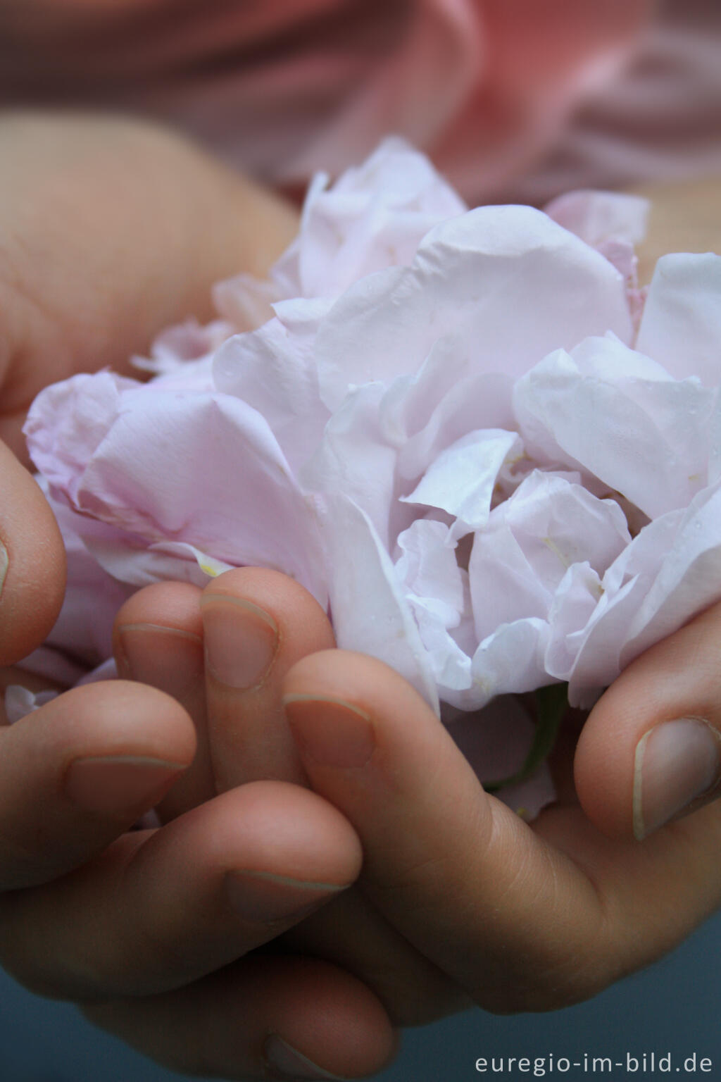 Detailansicht von Blütenblätter einer Rose