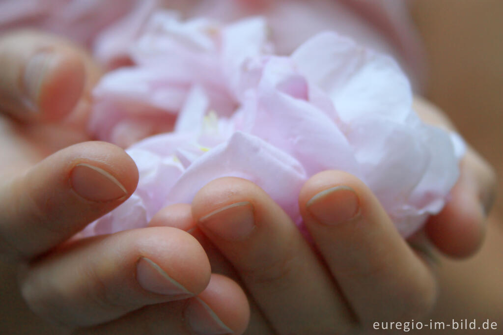 Detailansicht von Blütenblätter einer Rose