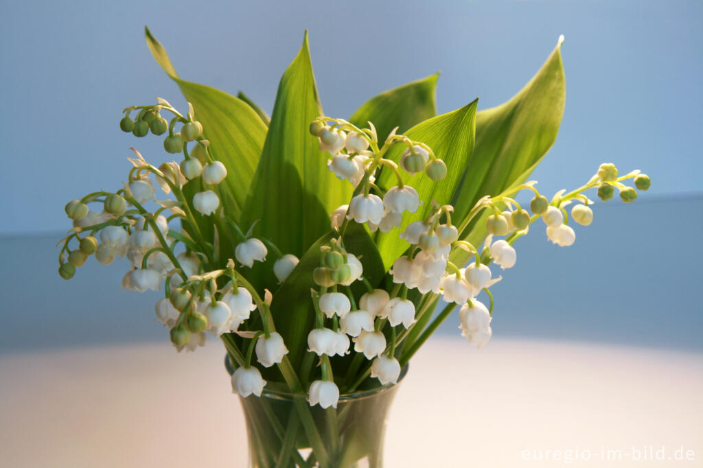 Detailansicht von Blumenstrauß aus Maiglöckchen, Convallaria majalis