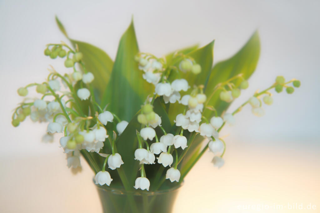 Detailansicht von Blumenstrauß aus Maiglöckchen, Convallaria majalis