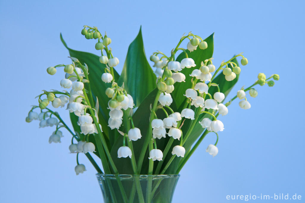 Detailansicht von Blumenstrauß aus Maiglöckchen, Convallaria majalis