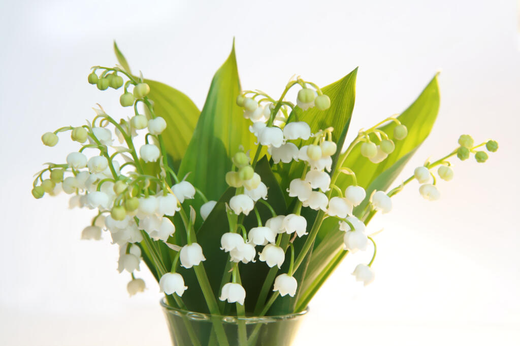 Detailansicht von Blumenstrauß aus Maiglöckchen, Convallaria majalis