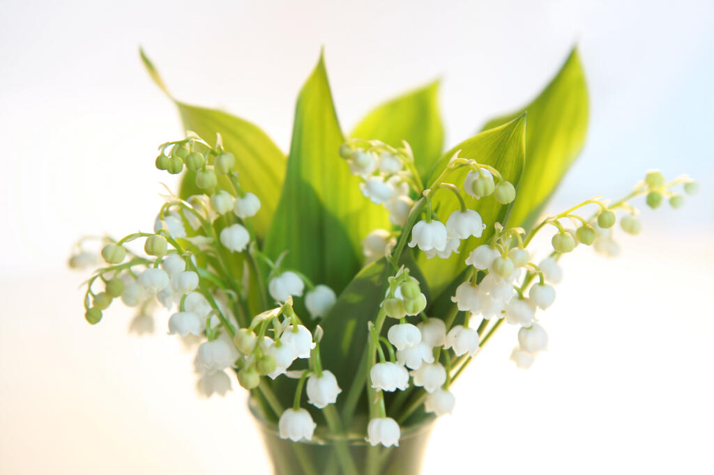 Detailansicht von Blumenstrauß aus Maiglöckchen, Convallaria majalis