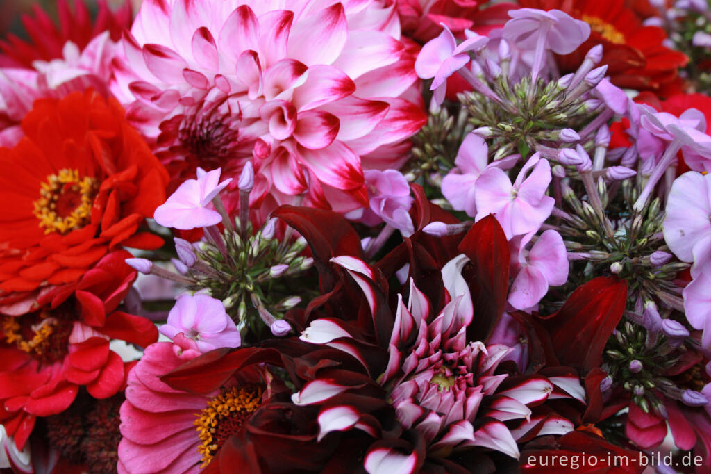 Detailansicht von Blumenstrauß mit Dahlien, Zinnien, Phlox und Fetthenne