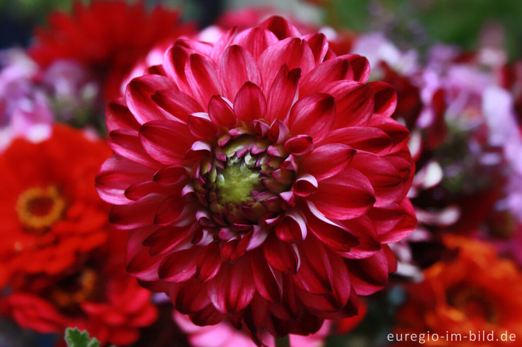 Detailansicht von Blumenstrauß mit Dahlien