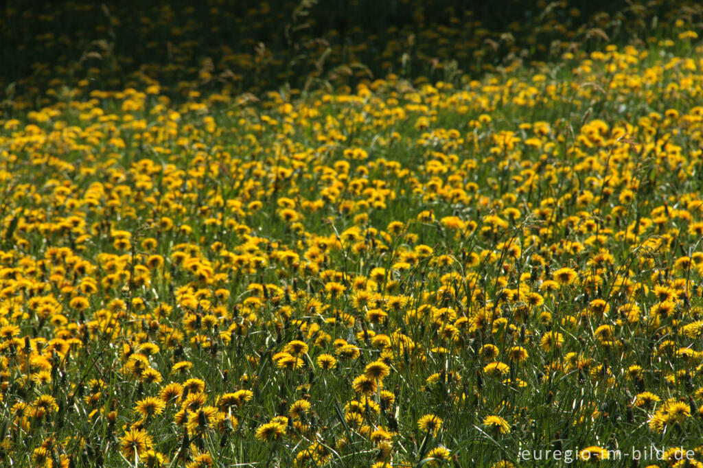 Detailansicht von Blumenwiese bei Aachen-Hanbruch