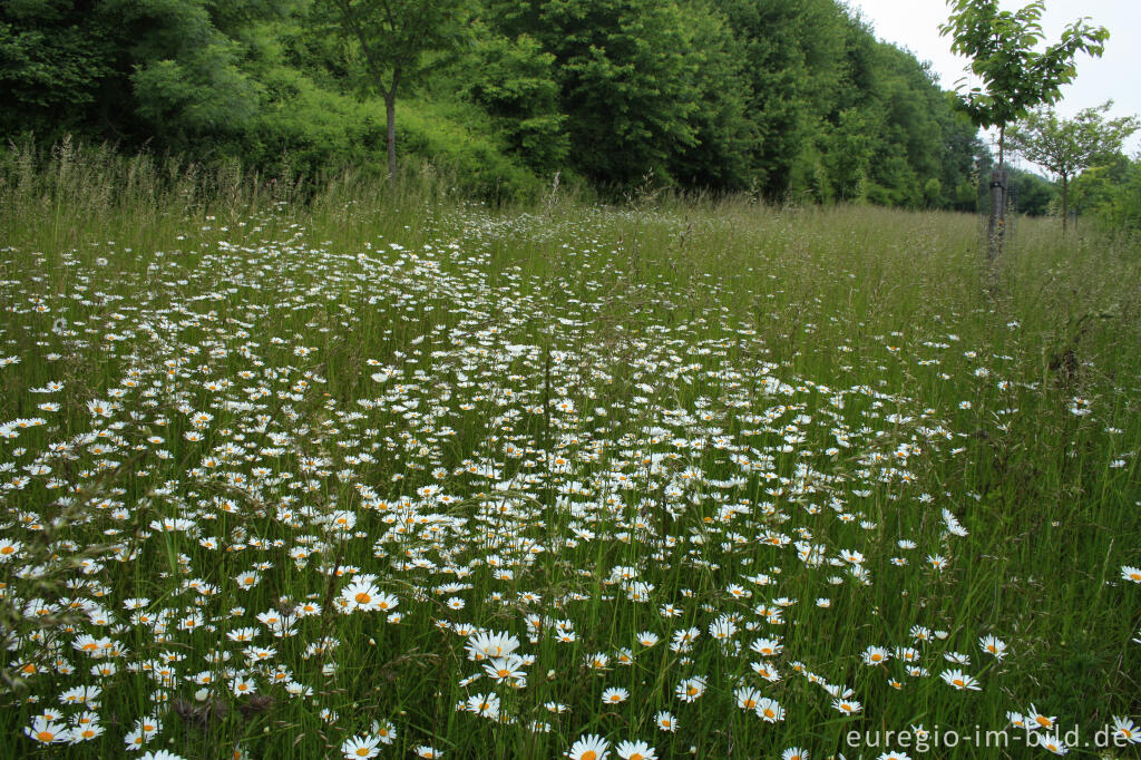 Detailansicht von Blumenwiese bei Wahlwiller