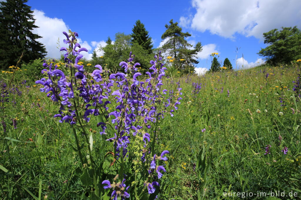 Detailansicht von Blumenwiese beim Froschberg, südlich von Blankenheimerdorf