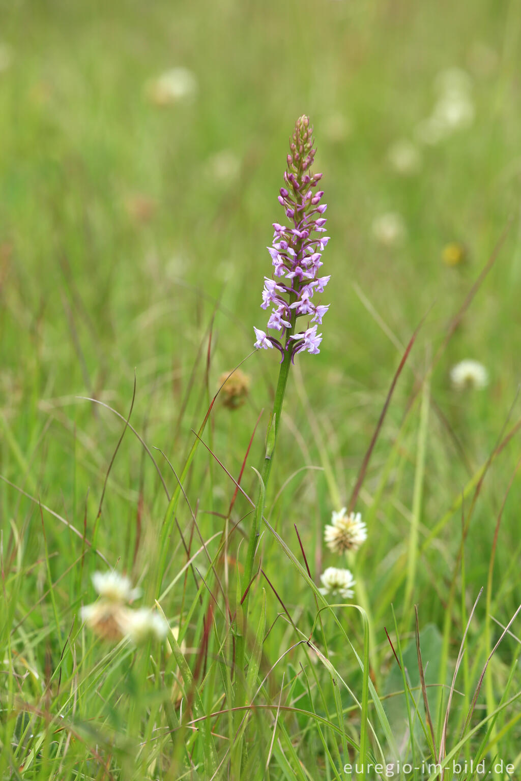 Detailansicht von Blumenwiese beim Froschberg, südlich von Blankenheimerdorf