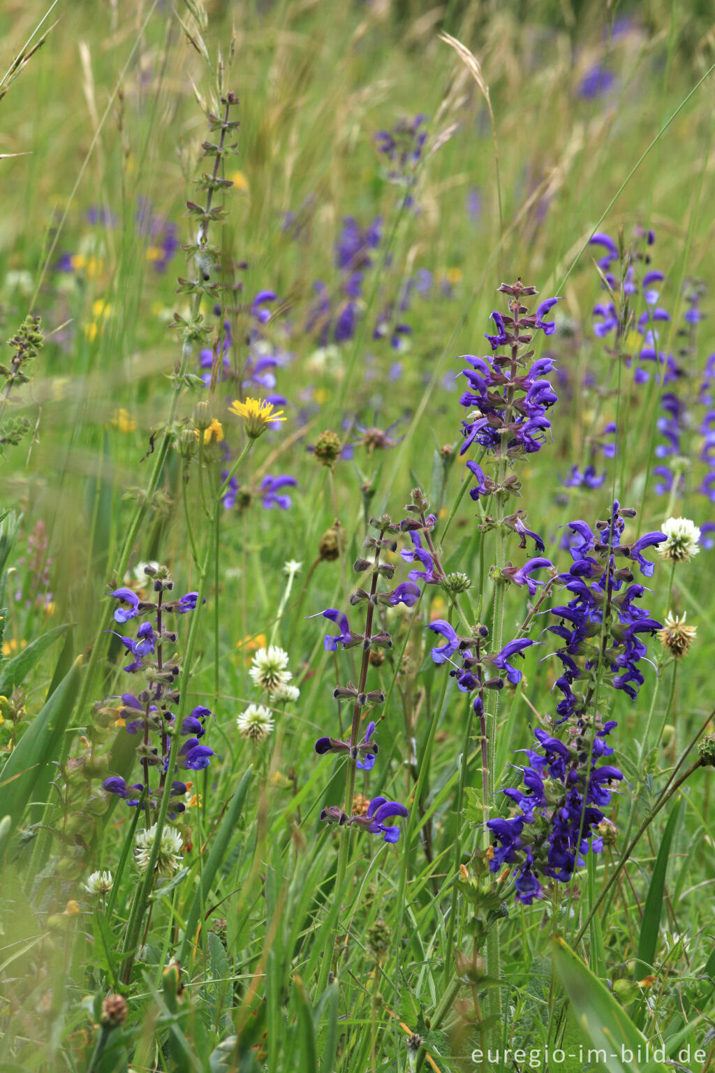 Detailansicht von Blumenwiese beim Froschberg, südlich von Blankenheimerdorf