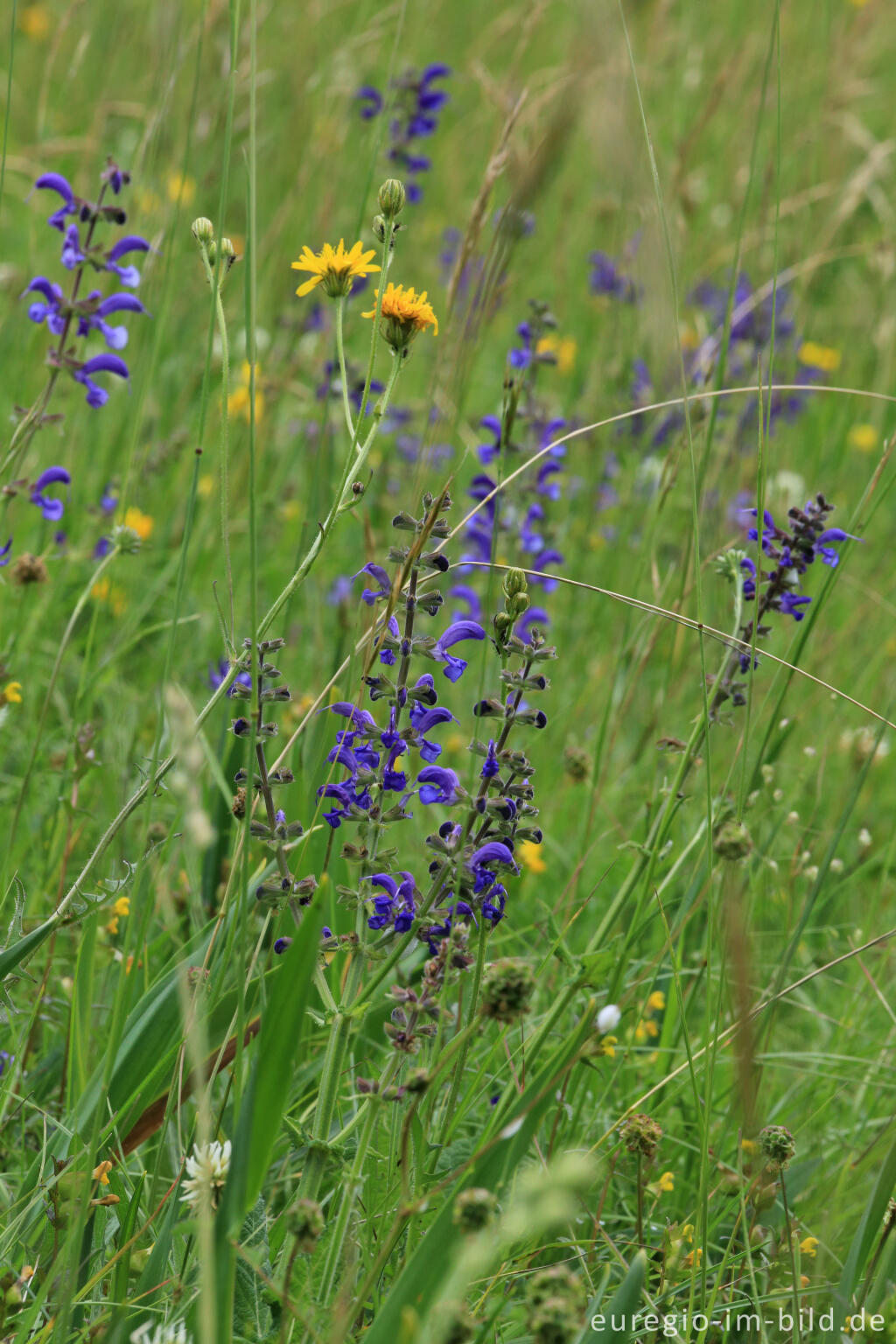 Detailansicht von Blumenwiese beim Froschberg, südlich von Blankenheimerdorf