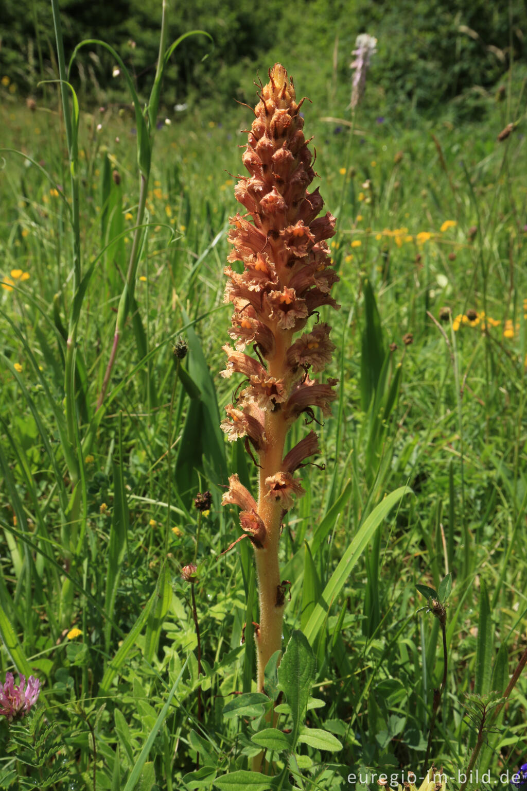 Detailansicht von Blumenwiese beim Froschberg, südlich von Blankenheimerdorf