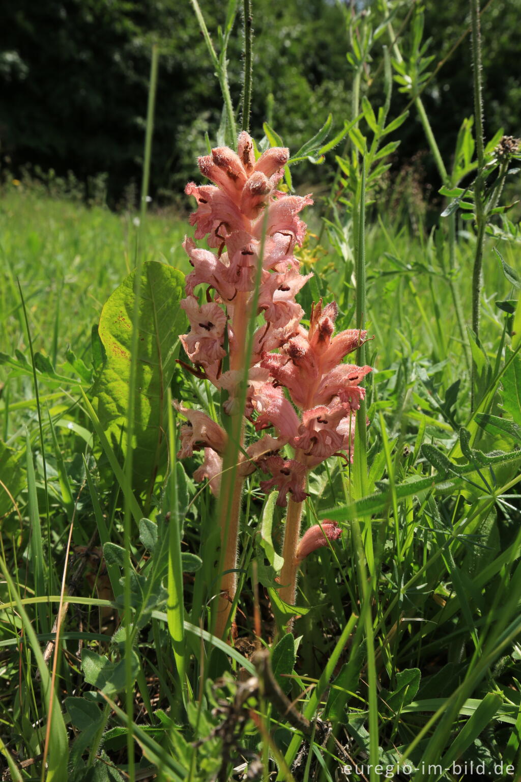 Detailansicht von Blumenwiese beim Froschberg, südlich von Blankenheimerdorf