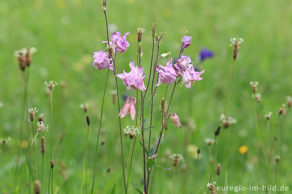 Detailansicht von Blumenwiese beim Froschberg, südlich von Blankenheimerdorf