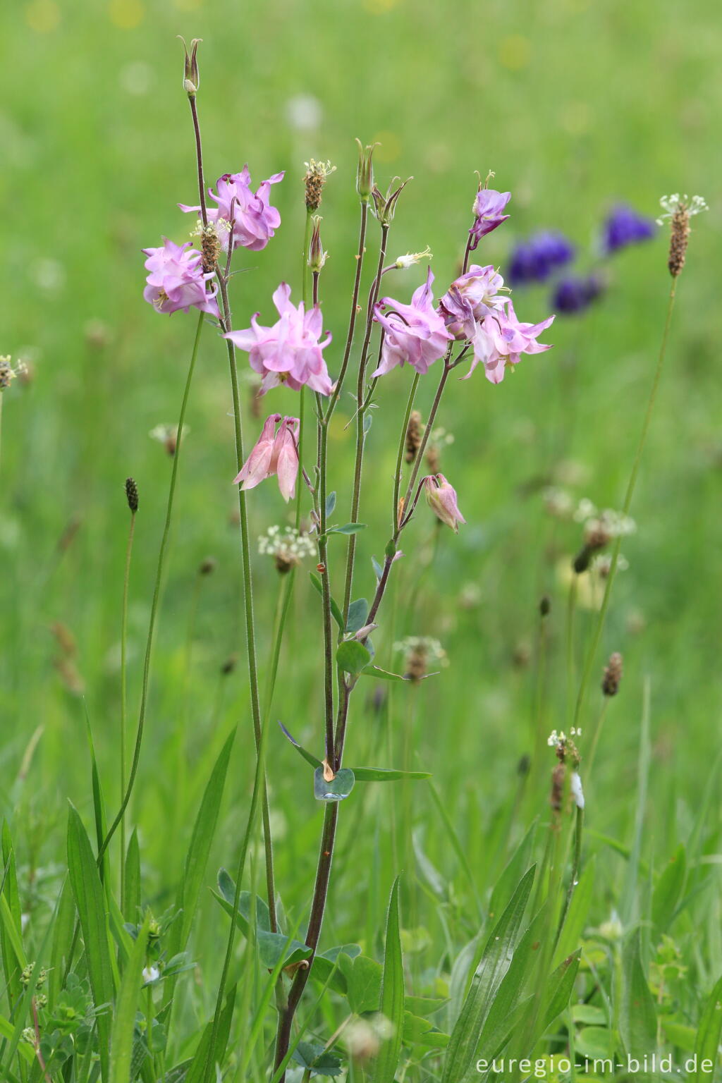 Detailansicht von Blumenwiese beim Froschberg, südlich von Blankenheimerdorf