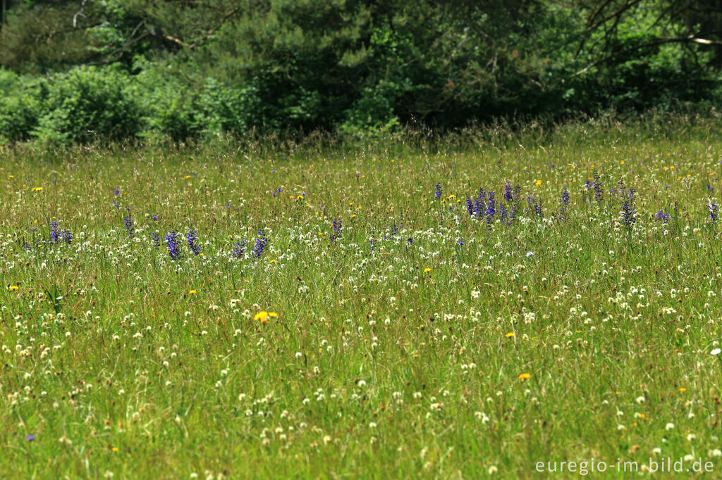 Detailansicht von Blumenwiese beim Froschberg, südlich von Blankenheimerdorf